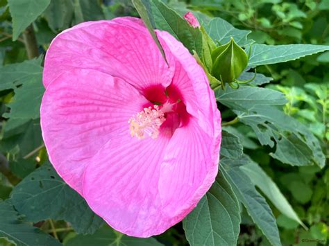 木槿花 花語|ムクゲ（木槿）の花言葉｜種類、花の特徴、フヨウと 